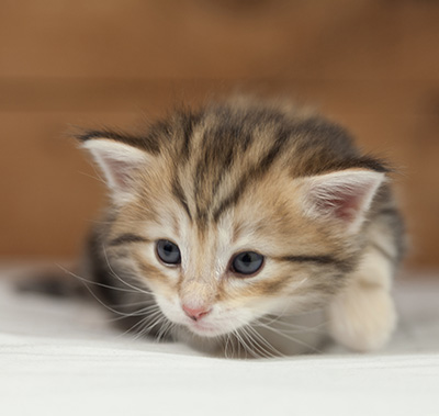 Oxford - 4 weeks old