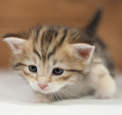 Oxford - 4 weeks old