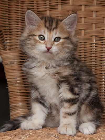 Oxford - 7 weeks old