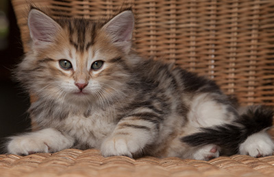 Oxford - 7 weeks old