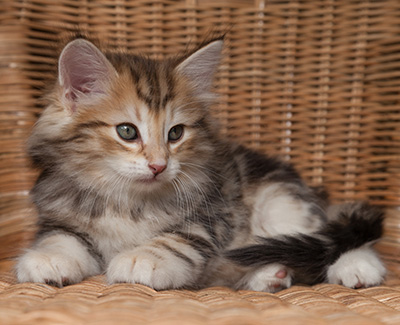 Oxford - 7 weeks old