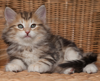 Oxford - 7 weeks old