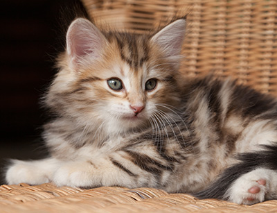 Oxford - 7 weeks old