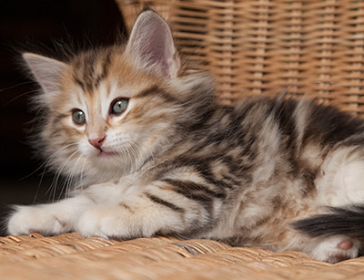 Oxford - 7 weeks old