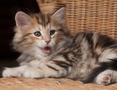 Oxford - 7 weeks old