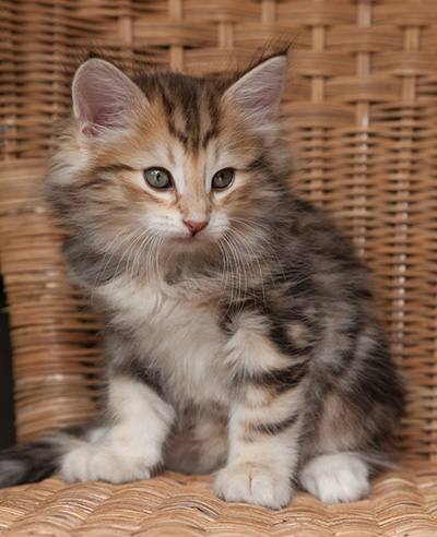 Oxford - 7 weeks old