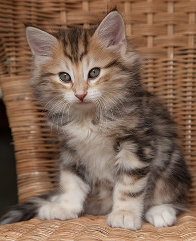 Oxford - 7 weeks old