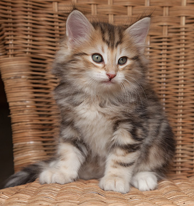 Oxford - 7 weeks old
