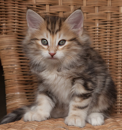 Oxford - 7 weeks old