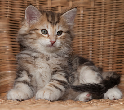 Oxford - 7 weeks old