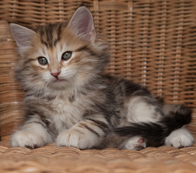 Oxford - 7 weeks old