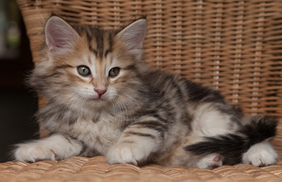 Oxford - 7 weeks old