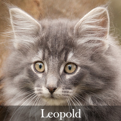 Leopold