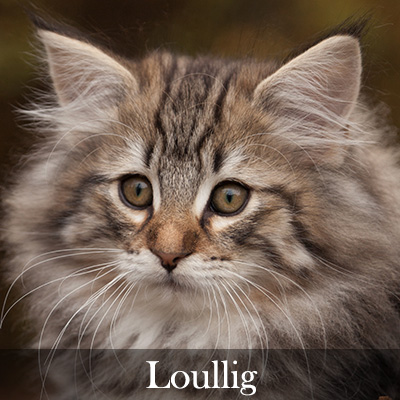 Loullig