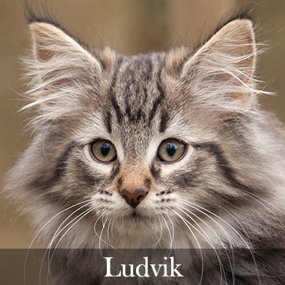 Ludvik