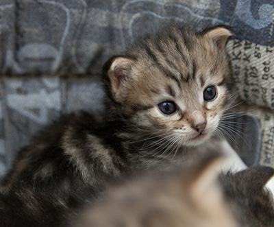 Noah - 3 weeks old
