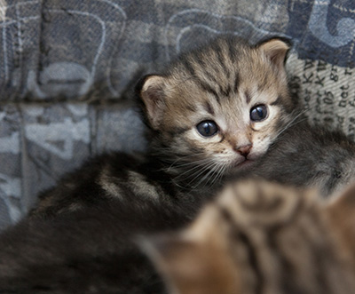 Noah - 3 weeks old