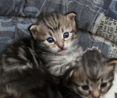 Noah - 3 weeks old