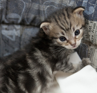 Noah - 3 weeks old