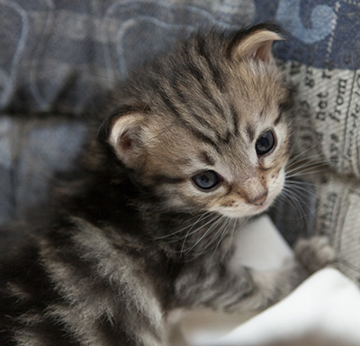 Noah - 3 weeks old