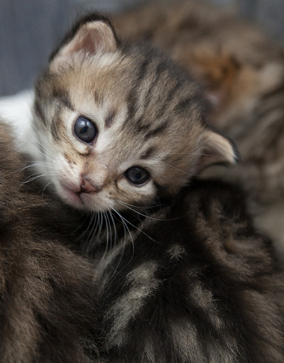 Noah - 3 weeks old