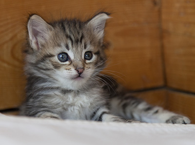 Noah - 5 weeks old