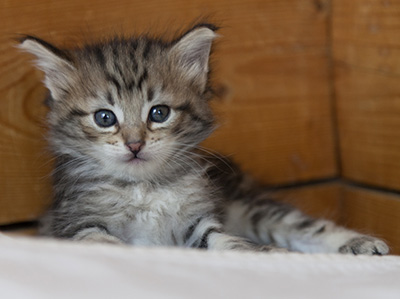 Noah - 5 weeks old