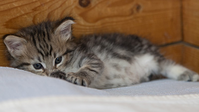 Noah - 5 weeks old