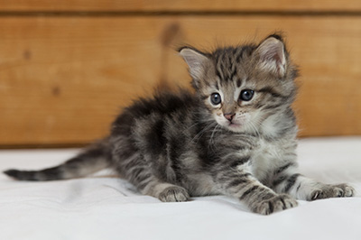 Noah - 5 weeks old