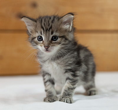 Noah - 5 weeks old