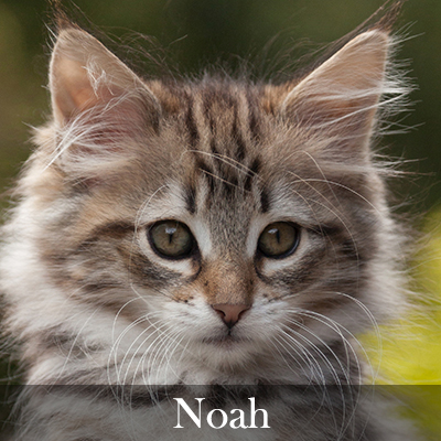 Noah