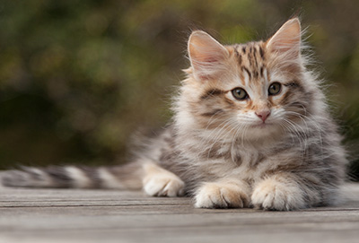 Nogan - 10 weeks old