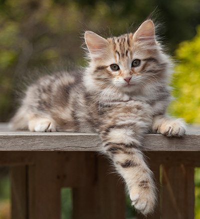 Nogan - 10 weeks old