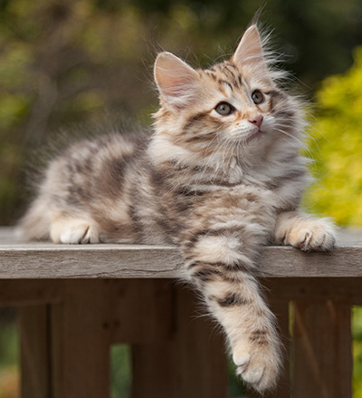 Nogan - 10 weeks old