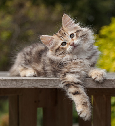 Nogan - 10 weeks old
