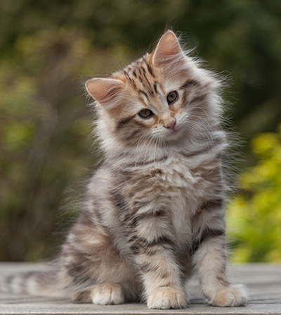 Nogan - 10 weeks old