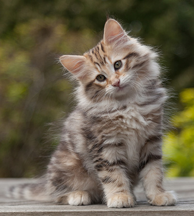 Nogan - 10 weeks old
