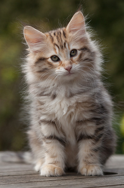 Nogan - 10 weeks old