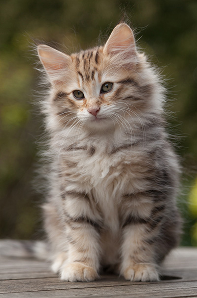 Nogan - 10 weeks old