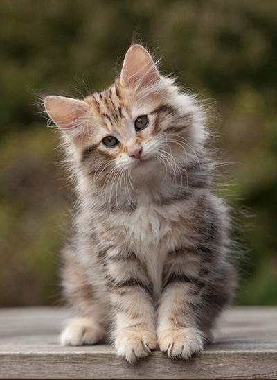 Nogan - 10 weeks old