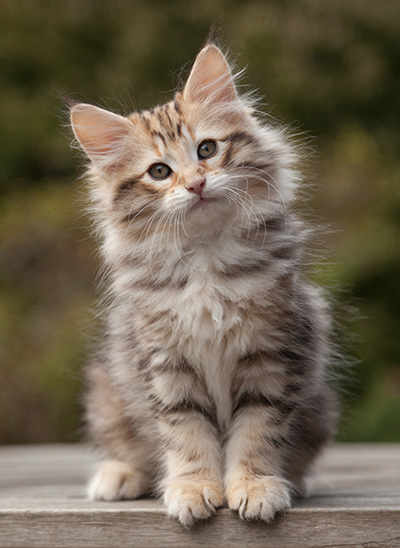 Nogan - 10 weeks old
