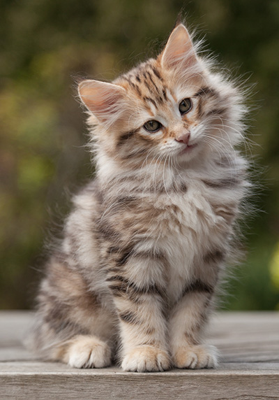 Nogan - 10 weeks old