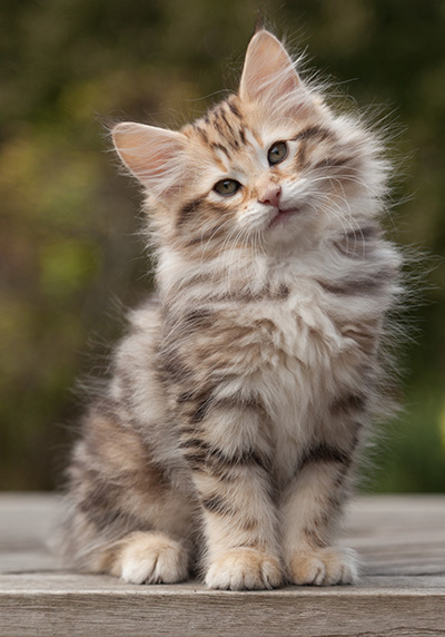 Nogan - 10 weeks old