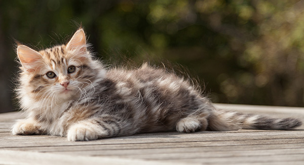 Nogan - 10 weeks old