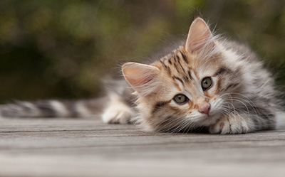 Nogan - 10 weeks old