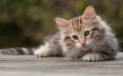 Nogan - 10 weeks old