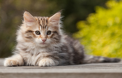 Nogan - 10 weeks old