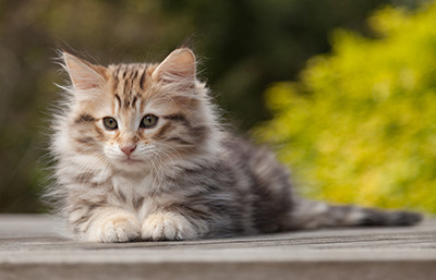Nogan - 10 weeks old