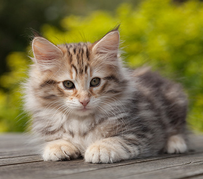 Nogan - 10 weeks old