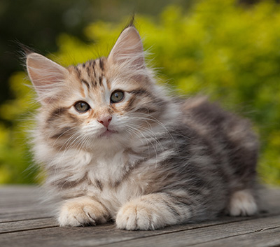 Nogan - 10 weeks old
